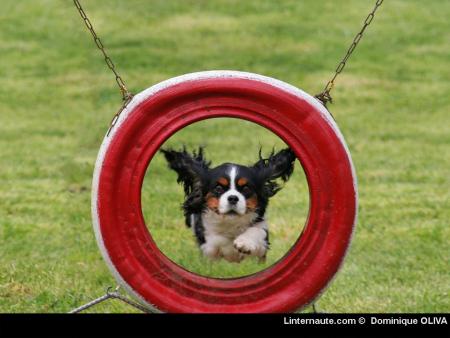 Agile, le toutou!