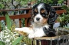 Coucou le chien.