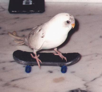 si vous avez un oiseau chez vous essayez de lui faire faire ça
